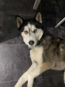 Stolen Dog