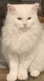 Stolen Cat
