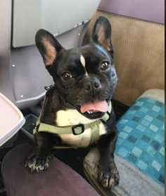 Stolen Dog
