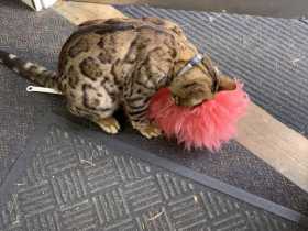 Stolen Cat