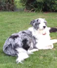 Stolen Dog