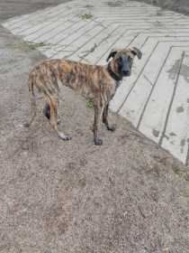 Stolen Dog