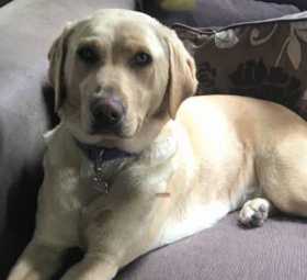 Stolen Dog