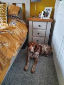 Stolen Dog