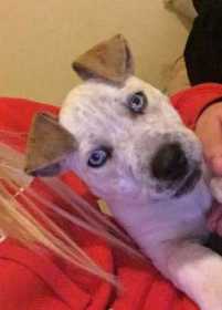 Stolen Dog