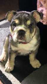 Stolen Dog