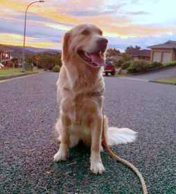 Stolen Dog