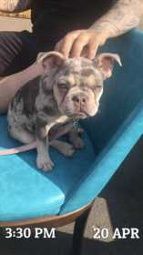 Stolen Dog
