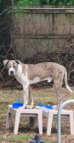 Stolen Dog