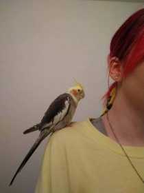 Stolen Cockatiel