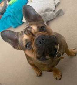 Stolen Dog
