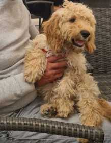 Stolen Dog