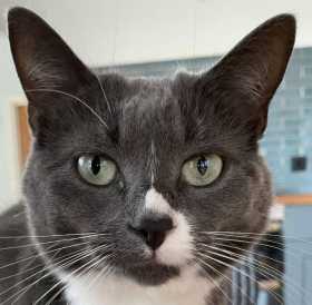 Stolen Cat