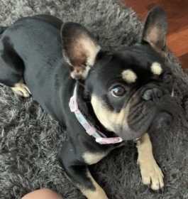 Stolen Dog