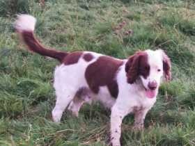 Stolen Dog