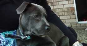 Stolen Dog
