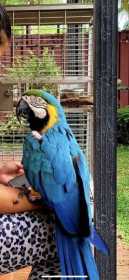 Stolen Macaw