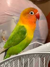 Stolen Lovebird