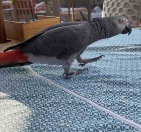 Stolen African Grey