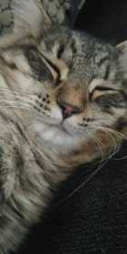 Stolen Cat