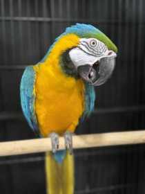 Stolen Macaw Stolen Macaw