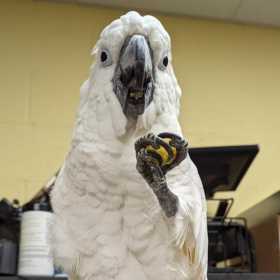 Stolen Cockatoo Stolen Cockatoo