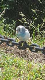 Sighting Parakeet
