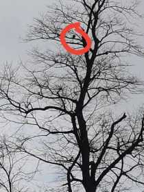 Sighting African Grey