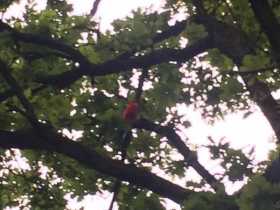 Sighting Bird / Parrot