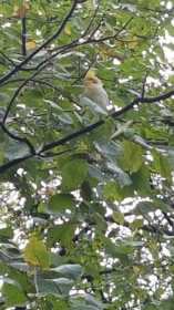 Sighting Cockatiel