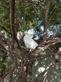 Sighting Cockatoo