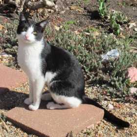 Sighting Cat