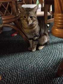 Sighting Cat