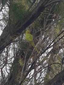 Sighting Indian Ringneck Parakeet