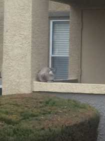 Sighting Cat