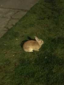Sighting Rabbit