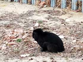 Sighting Rabbit