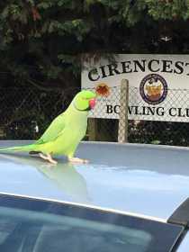 Sighting Indian Ringneck Parakeet