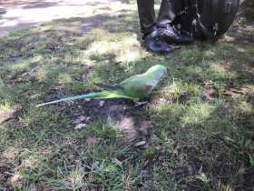 Sighting Alexandrine