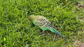 Sighting Parakeet