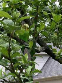 Sighting Parakeet