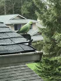 Sighting Indian Ringneck Parakeet