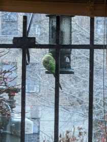 Sighting Budgerigar