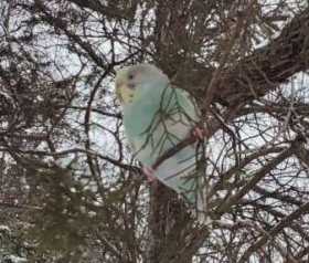 Sighting Parakeet