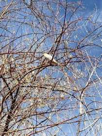 Sighting Bird / Parrot