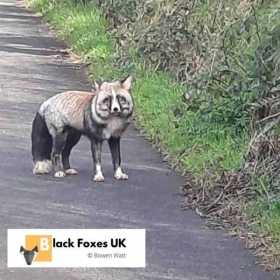 Sighting Fox