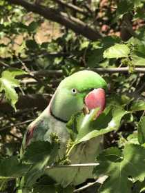 Sighting Alexandrine