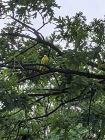 Sighting Parakeet