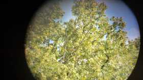 Sighting Indian Ringneck Parakeet