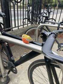 Sighting Bird / Parrot